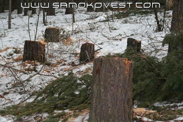 Гражданите ни пишат: Цигани режат борови дървета в парк Ридо пред очите на горски патрул