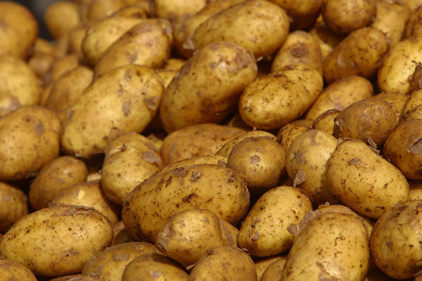 Добивите от  картофи са 4 пъти по-ниски от потреблението