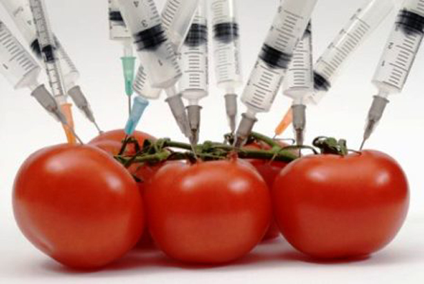 Френски учени бият тревога – ГМО храните водят до тумори и висока смъртност