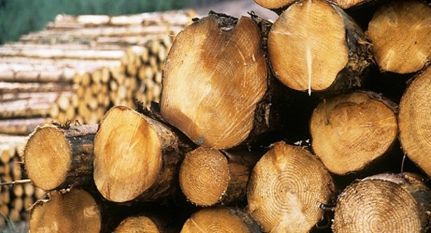 Незаконно добита дървесина иззеха от склад в Говедарци