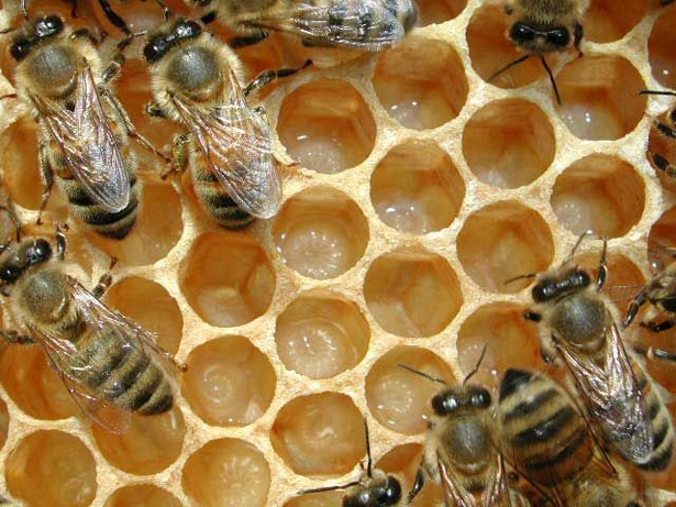 Канят одобрените пчелари да подпишат договори по Националната програма