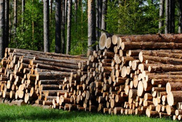 Започва дело срещу бракониер на дърва от село Говедарци