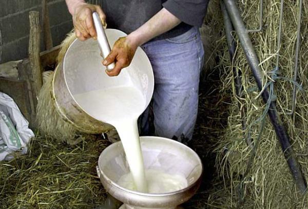 Отпадат банковите гаранции за изкупвачите на сурово мляко