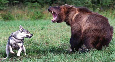 Избиват бездомни кучета за стръв на мечки при бракониерски лов