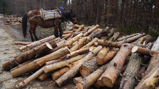 Задържаха трима бракониери на дървесина в землището на Говедарци
