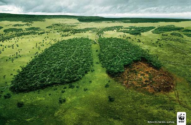 От световната природозащитна организация WWF отчитат – бракониерска сеч унищожава българските гори