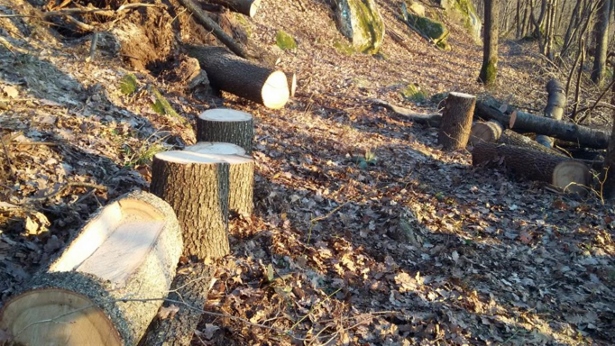 РДГ-София задържа 7 кубика незаконна дървесина при село Доспей