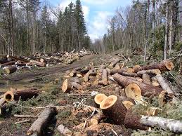 Установиха 43 кубика незаконна дървесина – и какво от това?