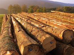 Цената на дървесината скача с над 10% при електронните търгове