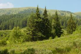 Еколози настояват за спиране на промишлените сечи във вековните гори на националните паркове