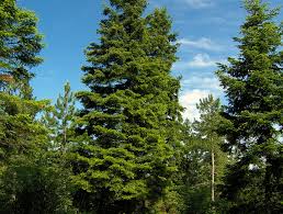 Финландски експерти ще мерят с лазер най-високото дърво в НП „Рила“