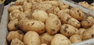 Венцислав Каймаканов : Отглеждат се картофи само за субсидия