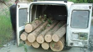 Полиция и горски иззеха микробус с незаконна дървесина. Десетки роми окупираха двора на ДГС-Самоков