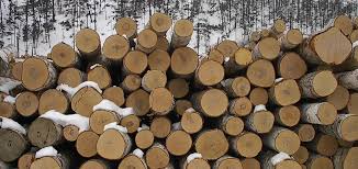 Иззеха над 12 кубика незаконна дървесина от частен имот в Говедарци