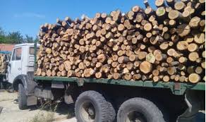 Осуетиха опит за измама при транспортиране на дървесина от ДГС „Самоков“ до цех в Разлог