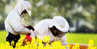 ДФ“Земеделие“ обяви второ класиране по мярка Д от новата Пчеларска програма