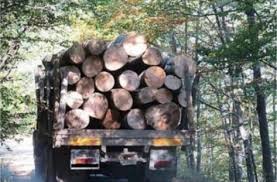 Задържаха незаконна дървесина на фирма-системен нарушител на Закона за горите