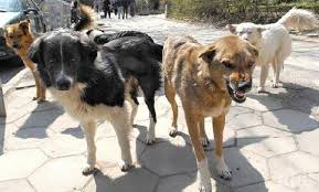 Абдикацията на кмета Георгиев от проблема с безстопанствените кучета води до угроза за здравето и живота на деца и възрастни, и до масово избиване на четириноги. До кога?