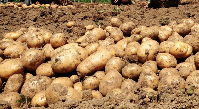Тонове родни картофи залежават. Произведени – 200 000 тона, продадени – 20%
