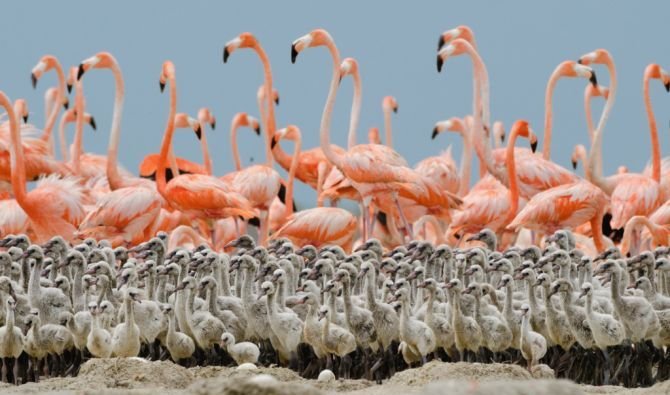 Започни нова, екзотична работа – На Бахамите търсят гледач на птици фламинго