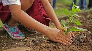 Инициативата „Растем заедно с нашата гора” на ЮЗДП продължава