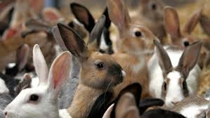 Неизвестен умъртви 13 заека в обор в Самоков
