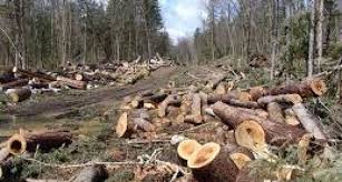 Общинско лесничейство – Самоков проведе дузина търгове за добив на дървесина. Има ли конфликт на интереси и предварителни договорки?
