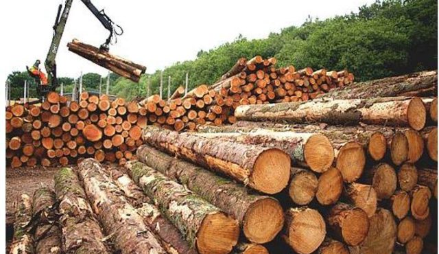 Проверяващи разкриха нарушения в ДГС-Самоков при разкройването на дървесината