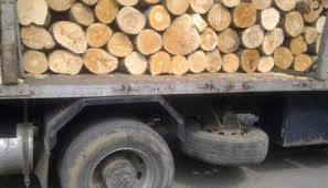 Служители на РДГ-София и РУП-Самоков задържаха 14 кубика незаконна дървесина и 2 МПС-та