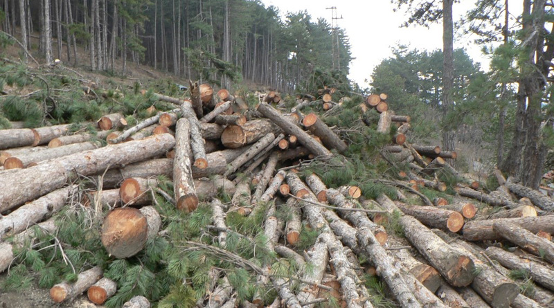 Най-много нарушения за 2018 г. са констатирани в горите на Самоков! А колко ли са неконстатираните?