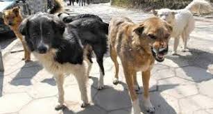 Цяло „Самоково“ пропищя от глутници бездомни кучета, кметът Георгиев нехае – нямало сграда за приют