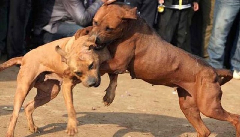 9 души са задържани за нелегални боеве с кучета край Шишмановския манастир