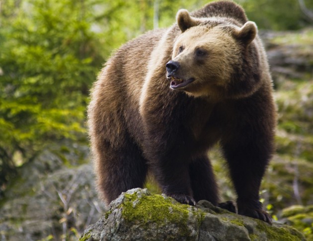 Кафява мечка е убита край с. Радуил – Самоковско. Полицията издирва виновника