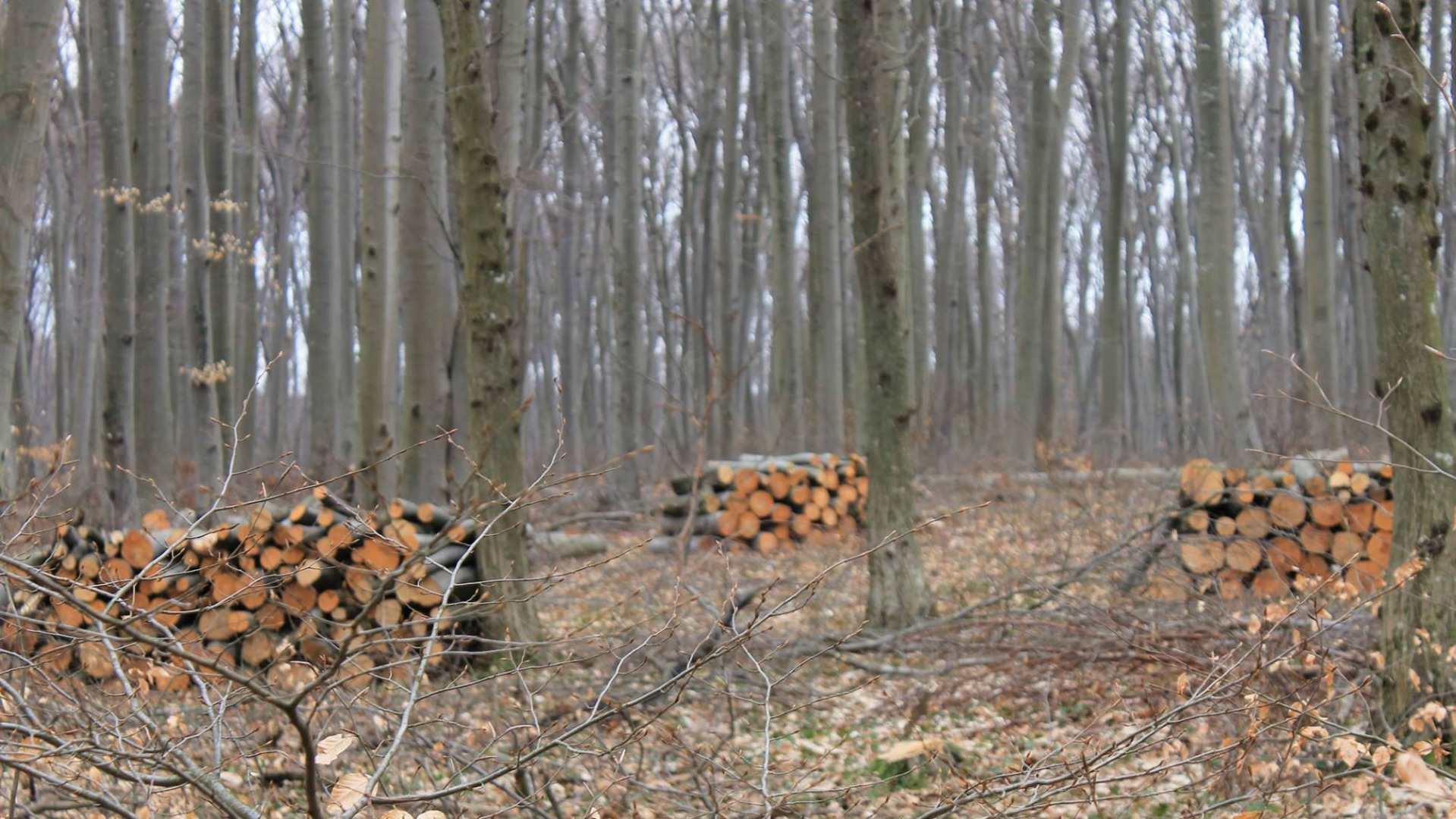 ЮЗДП отчита: Най-много  нарушения има в горите на Самоков. В Дупница бракониерските сечи намаляват!