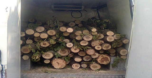 Спипаха криминално проявен от с. Ярлово с 4 кубика незаконна дървесина. Регистрираха му преписка