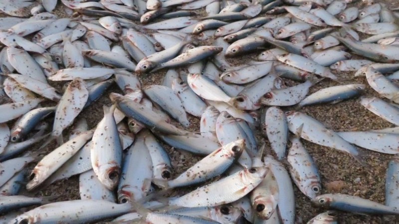 Откриха тонове мъртва риба в река Искър. Местните свързват бедствието с ВЕЦ-овете по поречието