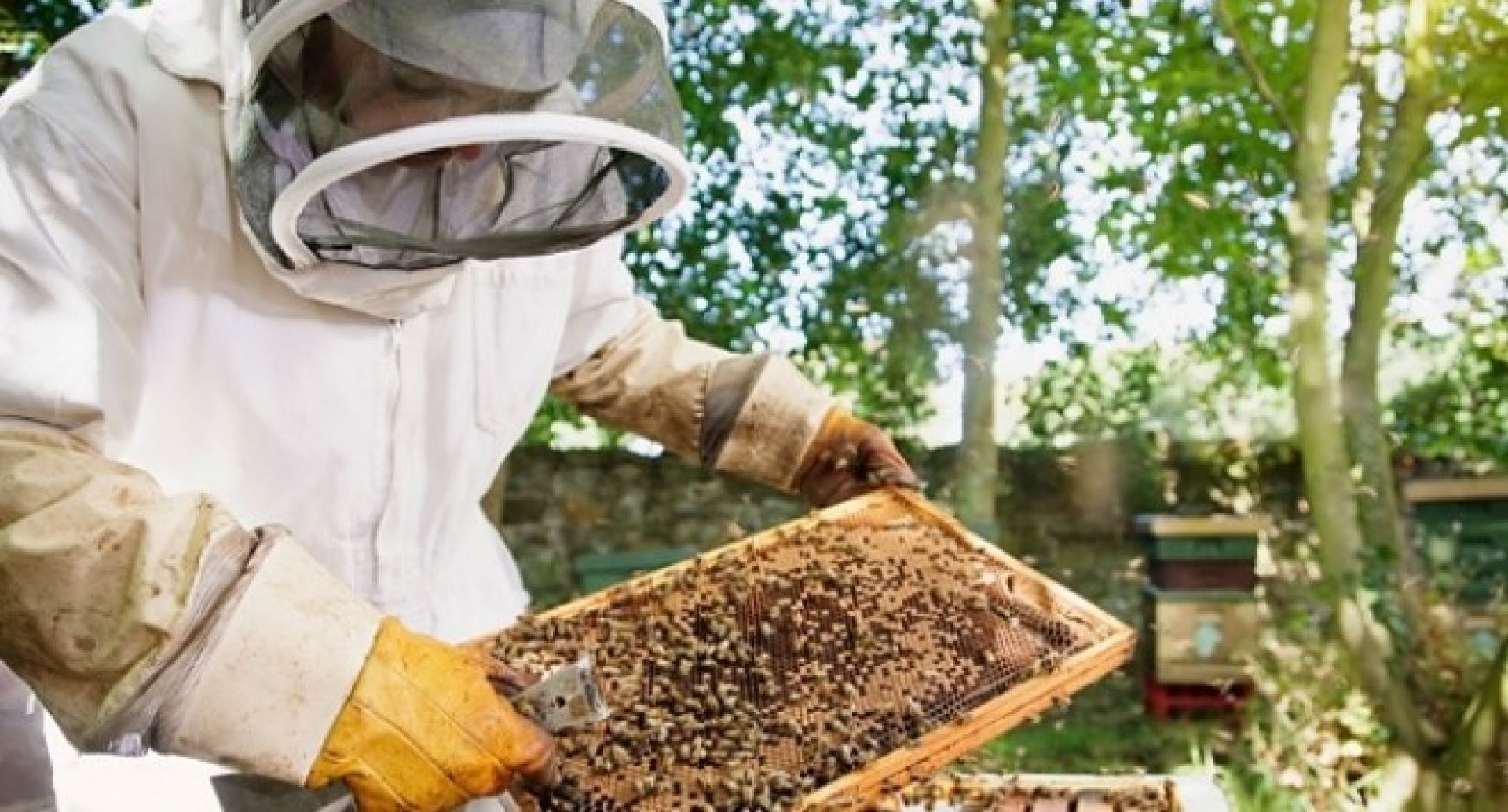 От днес пчеларите могат да кандидатстват за de minimis