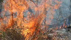 Пожар в над 1000 дка сухи треви край Алино вдигна на крак огнеборци и горски служители