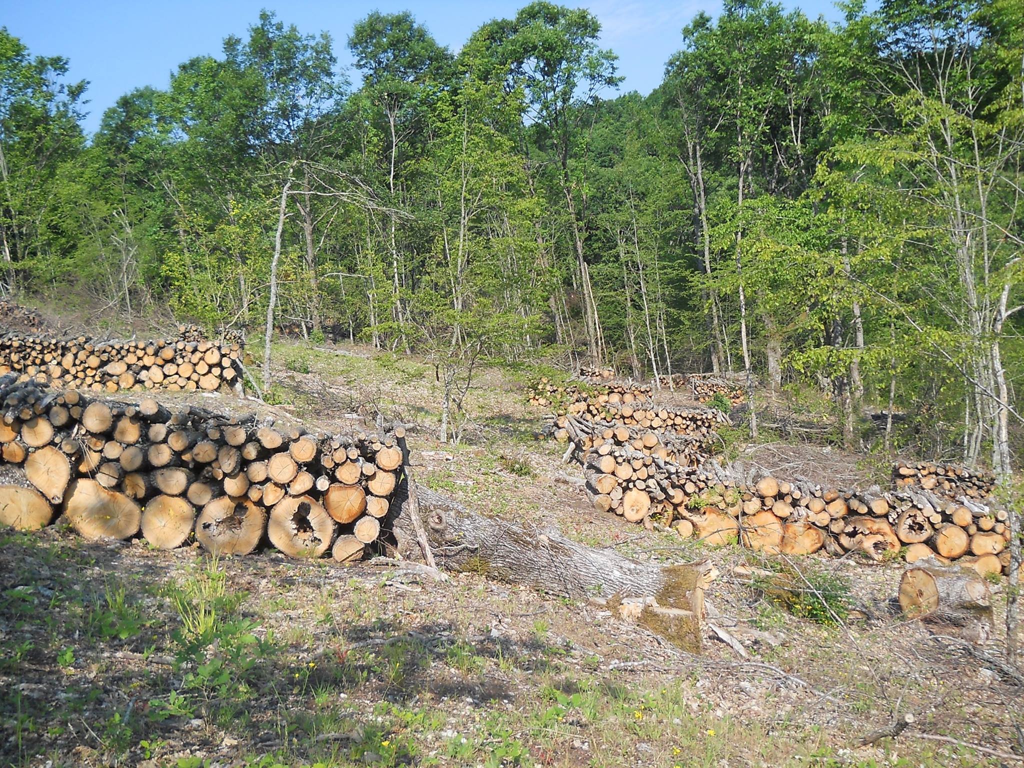 В ДГС-Самоков през изминалата седмица са съставени 2 акта за незаконни дейности в горите