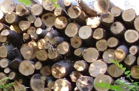 Иззеха незаконна дървесина от два имота в Говедарци на един и същ собственик