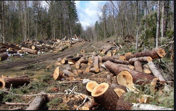 Само за седмица инспектори от РДГ-София са установили незаконна сеч на 87 дървета в землищата на Говедарци и Белчин