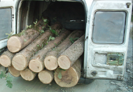 Превоз на незаконна дървесина и нарушения в цех за преработка разкри проверка на РДГ и ОДМВР-София
