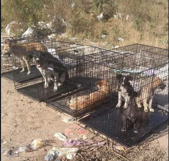 Общинска администрация-Самоков е оставила затворените в клетки кучета на сметището в града от грижа за животните