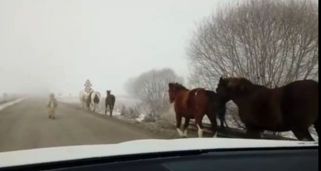 Стадо коне по пътя Белчин-Поповяне създават опасност от катастрофи