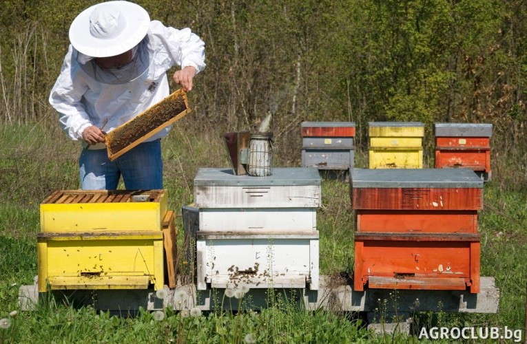 До 16 август пчеларите могат да подават заявления за плащане по Националната програма по пчеларство за 2021 г.