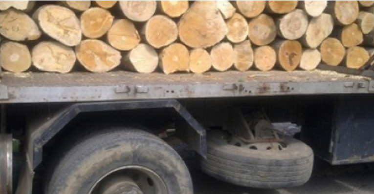 Иззеха 1,5 куб. м. незаконни дърва за огрев