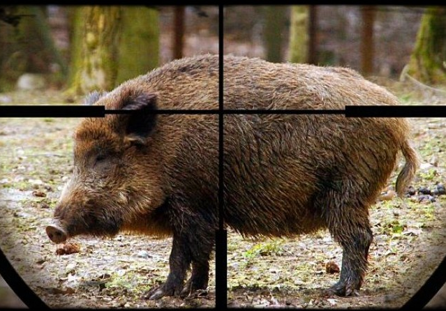 Срокът за групов лов на дива свиня се удължава до 16 януари