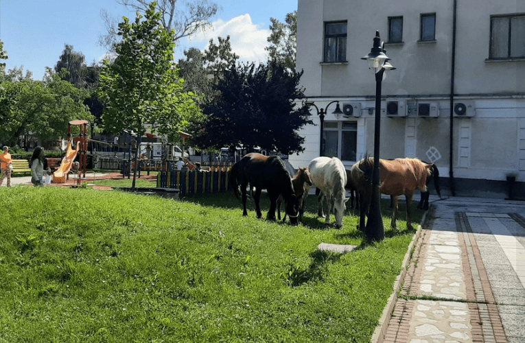 Безпризорни коне под носа на кмета изстреляха общинарите спешно да си свършат работата