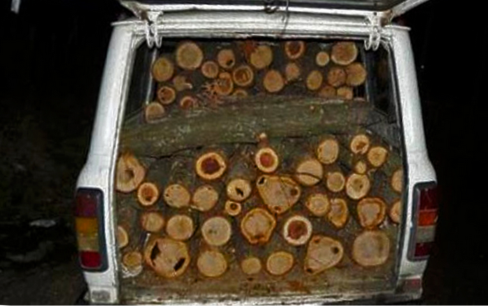 Спипаха 34-годишен самоковец, без книжка, да извозва незаконна дървесина