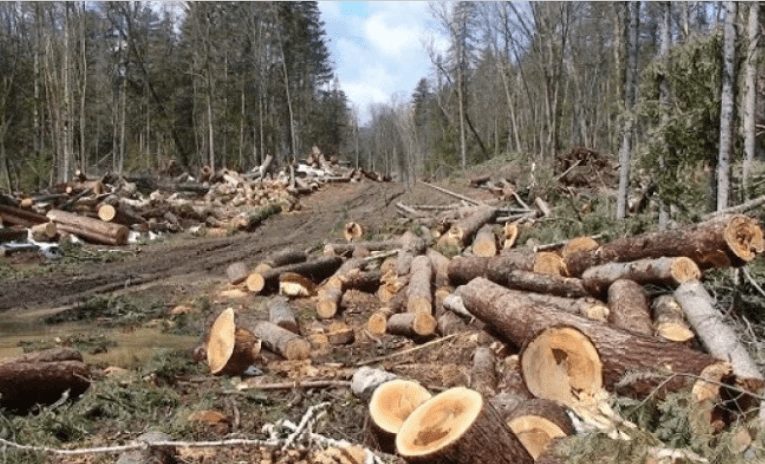 Сериозни нарушения на Закона за горите в община Самоков установиха горски инспектори
